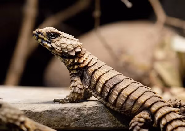 Thằn lằn Armadillo là một trong số ít loài thằn lằn không đẻ trứng và chỉ sinh một hoặc hai con mỗi năm. Một đặc điểm khác của sinh vật kỳ lạ này là môi trường sống chung của nó.