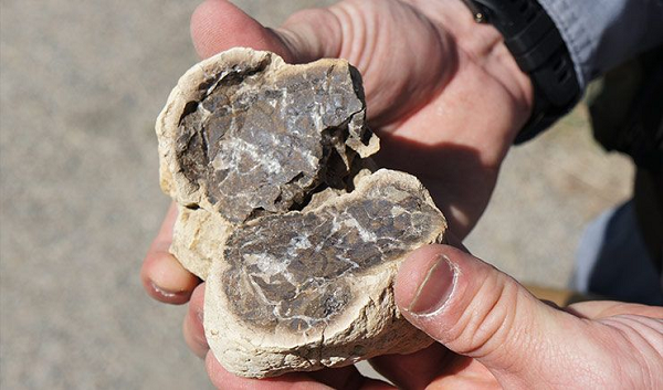 Hoá thạch liên quan đến khủng long đều có giá rất cao trên thị trường nên nó đã trở thành mục tiêu săn lùng của các thương nhân trên thế giới.