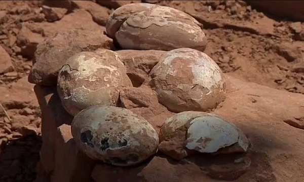 Lão nông nhanh chóng đồng ý vì cho rằng đây chỉ là những viên đá bình thường. Sau khi người dân trong huyện biết đã lén đến để đào và bán những viên đá này.