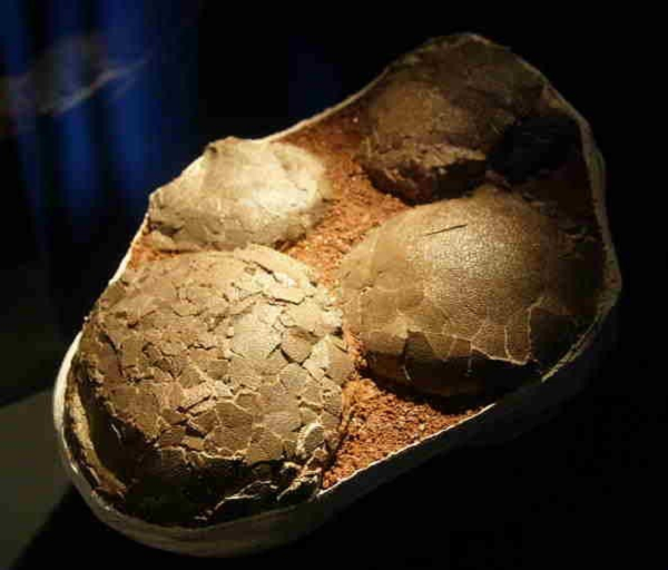 Tuy nhiên điều này cũng khiến nhiều gian thương cố ý thu mua và tự tổ chức thành "chợ đen" và đem bán cho những đại gia giàu có. Điều này khiến các nhà khoa học và viện bảo tàng không thể mua được số hóa thạch này được nữa vì giá của nó quá cao.