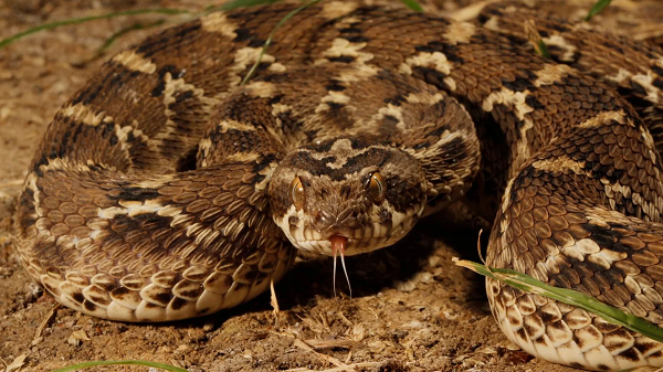 Cuối cùng được mệnh danh là "kẻ giết người đáng sợ bậc nhất", thành viên thứ tư của "Bog Four" là rắn lục hoa cân (tên tiếng Anh là Saw scaled viper).