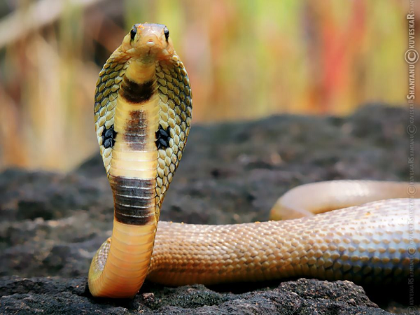 Một trong "Tứ đại nọc độc" đáng sợ nhất Ấn Độ là rắn hổ mang Ấn Độ, có tên khoa học là Naja naja, là một loài rắn trong họ Rắn hổ, được Linnaeus mô tả khoa học đầu tiên năm 1758. Chúng thường sinh sống ở những vùng đồng bằng, rừng nhiệt đới, hay những cánh đồng và các khu vực đông dân cư.