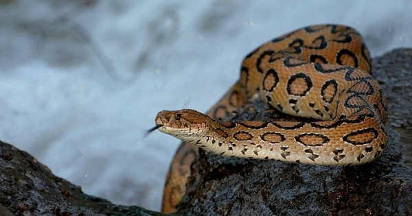 Rắn hổ bướm “chịu trách nhiệm” 90% các ca tử vong do bị rắn độc cắn của con người do tập tính thích sống ở nơi đông người của chúng. Hiện vẫn chưa có phương pháp đặc trị cho những bệnh nhân nhiễm nọc độc của rắn hổ bướm.