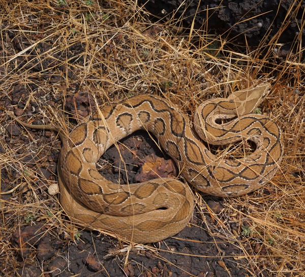 Một cú cắn đớp của loài rắn này có thể tiêm từ 40 - 70mg chất độc vào cơ thể, làm máu của nạn nhân hóa thành một chất với màng nhớt dày, khiến nạn nhân bị xuất huyết và ngừng hẳn hoạt động của tuyến yên khiến nạn nhân bị tử vong.