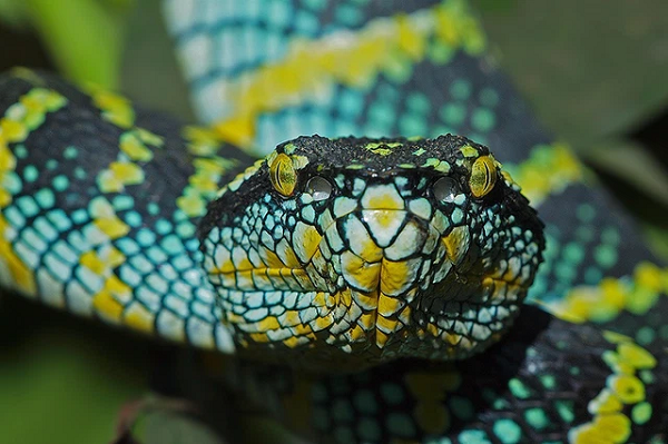 Loài rắn này rất nóng tính, chỉ một cú táp của rắn lục hoa cân, nọc độc của chúng sẽ gây ra những triệu chứng đau, sưng, giảm huyết áp, nhịp tim, hoại tử và có thể gây tử vong do nhiễm khuẩn huyết.