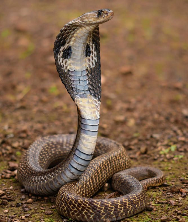 Nọc độc chứa độc tố tác động trực tiếp lên thần kinh khiến nạn nhân có thể tử vong nếu không được cấp cứu kịp thời. Trung bình hàng năm, loài rắn này gây ra cái chết của 1.000 người. Mặc dù gây ra nhiều ca tử vong, nhưng người dân Ấn Độ vẫn luôn tôn kính chúng như linh thú.