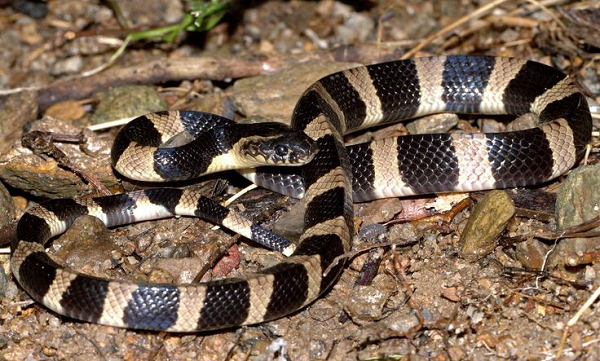 Rắn cặp nong thường giết người bằng cách trườn vào giường ngủ và cắn, gây tê liệt nạn nhân từ đó trụy hệ hô hấp, vết cắn của chúng ít sưng, đau nên khó phát hiện, làm nạn nhân không được cứu chữa kịp thời, điều này khiến tỷ lệ tử vong của nạn nhân lên tới 75%.