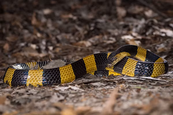Với đặc tính ưa thích sống gần khu vực con người, đặc biệt là các làng để kiếm nước và động vật gặm nhấm, rắn cạp nong đã "vô tình" gây nên nhiều cái chết của người dân.