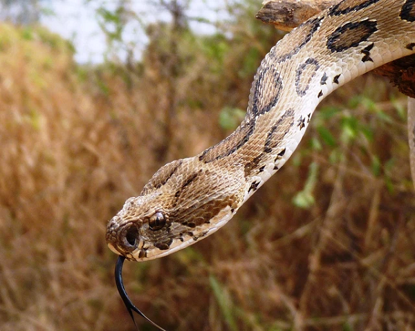 Tiếp đến là loài rắn độc hổ bướm Russell’s Pit Viper (Daboia), sống ở các khu rừng nhiệt đới, cận nhiệt đới châu Á, bao gồm Việt Nam, cơ thể của chúng dài khoảng 120 - 166cm.