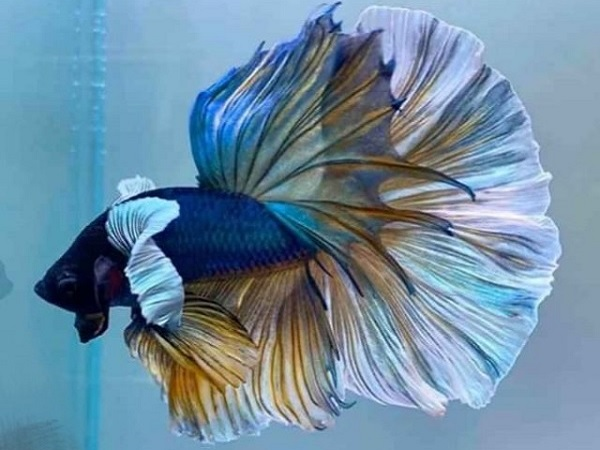 Cá chọi Betta được người nuôi cá cảnh yêu thích bởi cơ thể uyển chuyển, đẹp mắt, nhiều màu sắc sặc sỡ. Thông thường, cá chọi Betta có giá từ 70.000 - 1 triệu đồng/con.