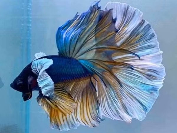 Cá chọi Betta được người nuôi cá cảnh yêu thích bởi cơ thể uyển chuyển, đẹp mắt, nhiều màu sắc sặc sỡ. Thông thường, cá chọi Betta có giá từ 70.000 - 1 triệu đồng/con.