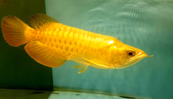 Được du nhập vào Việt Nam từ các nước Indonesia, Malaysia, Singapore...cá rồng nước ngọt vảy vàng dùng làm cảnh với ý nghĩa mang lại may mắn cho gia chủ.