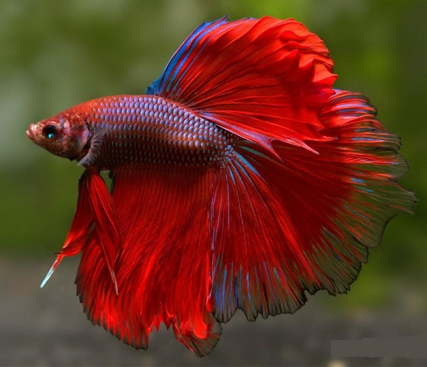 Tuy nhiên, ở Việt Nam cũng có những con được bán với giá gần 50 triệu đồng. Muốn có cá đẹp, người chơi phải bỏ tiền mua con giống về để lai tạo.