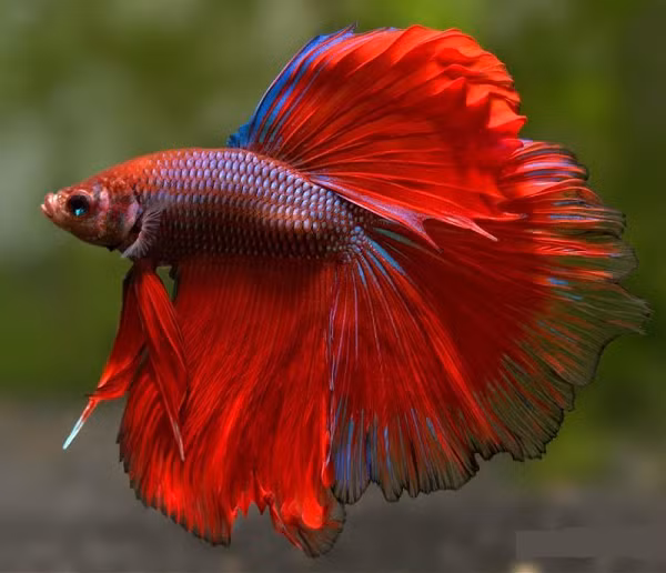 Tuy nhiên, ở Việt Nam cũng có những con được bán với giá gần 50 triệu đồng. Muốn có cá đẹp, người chơi phải bỏ tiền mua con giống về để lai tạo.