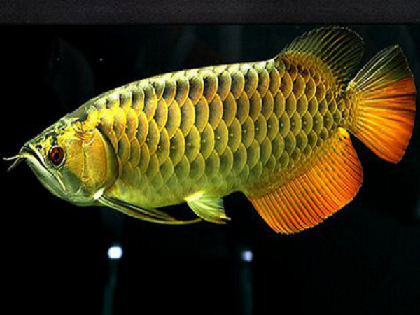 Cá có thân thon dài và dẹt bên, có một đôi râu mõm dài, vẩy to lấp lánh, vây ngực dài, vây lưng và vây hậu môn nằm về phía sau, cá có thể đạt tới chiều dài từ 60cm đến 90cm trường hợp ngoại lệ lên đến 120cm, trọng lượng 7,2kg.