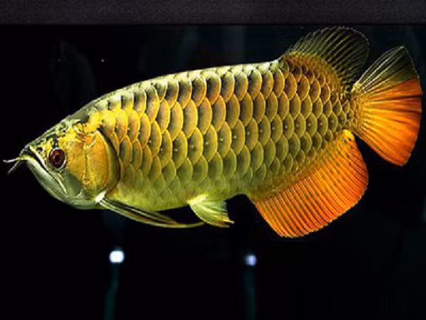 Cá có thân thon dài và dẹt bên, có một đôi râu mõm dài, vẩy to lấp lánh, vây ngực dài, vây lưng và vây hậu môn nằm về phía sau, cá có thể đạt tới chiều dài từ 60cm đến 90cm trường hợp ngoại lệ lên đến 120cm, trọng lượng 7,2kg.