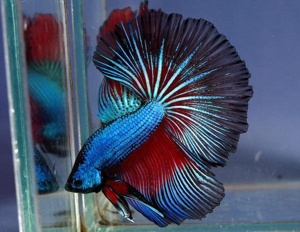 Qua lai tạo chọn giống, người ta tạo ra những cá thể cá chọi có vây lưng và vây hậu môn có kích thước rất lớn, thướt tha. Các vây này có thể dài tới 6,5cm.