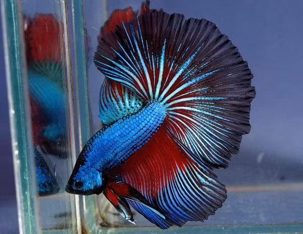 Qua lai tạo chọn giống, người ta tạo ra những cá thể cá chọi có vây lưng và vây hậu môn có kích thước rất lớn, thướt tha. Các vây này có thể dài tới 6,5cm.