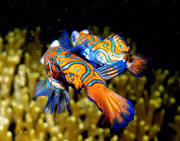 Cá Trạng Nguyên xanh có lưỡng hình giới tính (sexualy dimorphic). Con đực thường to và có màu sắc sặc sỡ hơn con cái. Vây ngực xòe như quạt và đóng vai trò quan trọng cho sự di chuyển, cạnh vây ngực mềm mại giúp chủ nhân của nó uốn lượn trong nước.