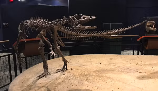 "Đây là điều đáng kinh ngạc nhất mà chúng tôi có thể tưởng tượng, điều mà chúng tôi luôn muốn tìm kiếm ở đây và chúng tôi đã có được nó" - tiến sĩ DePalma nói.