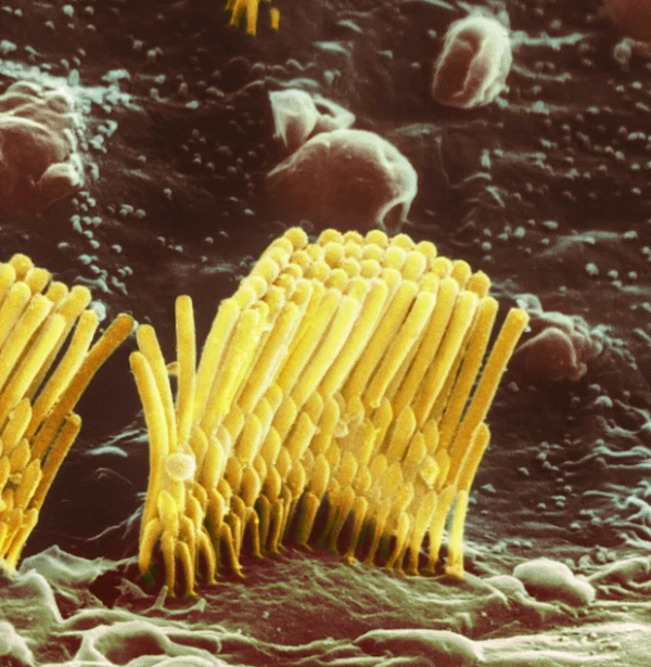 Tế bào lông ngoài từ cơ quan Corti trong ốc tai của tai trong con người.