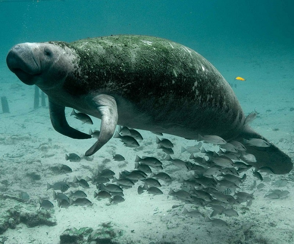 Bò biển mang thai từ 13-15 tháng. Bò biển con được sinh ra dưới nước và bơi lên trên mặt nước để hít thở không khí lần đầu tiên. Bò biển con bú sữa mẹ và sẽ luôn theo mẹ cho đến khi nó được 1 hoặc 2 tuổi. Sau khi sinh, bò biển con cũng mau chóng ăn được cỏ biển.