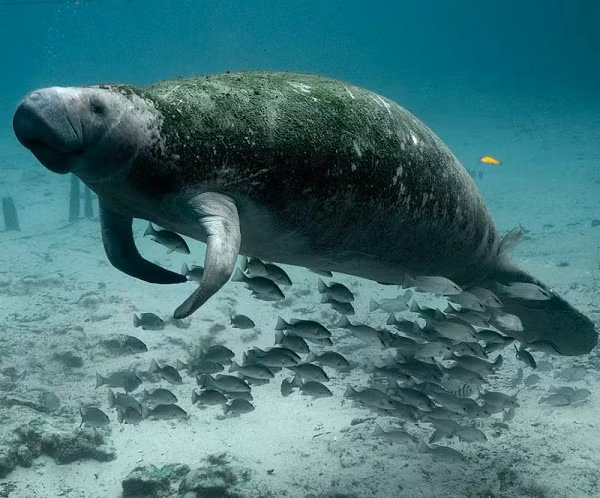 Bò biển mang thai từ 13-15 tháng. Bò biển con được sinh ra dưới nước và bơi lên trên mặt nước để hít thở không khí lần đầu tiên. Bò biển con bú sữa mẹ và sẽ luôn theo mẹ cho đến khi nó được 1 hoặc 2 tuổi. Sau khi sinh, bò biển con cũng mau chóng ăn được cỏ biển.