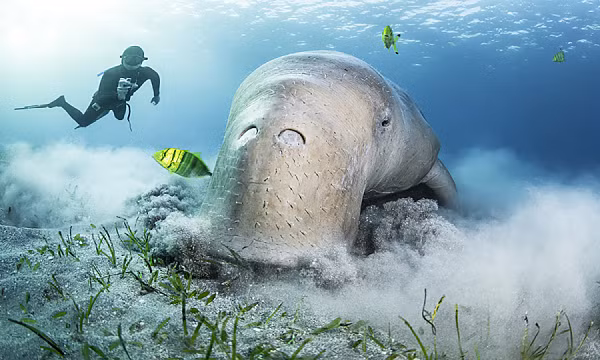 Bộ xương nặng giúp bò biển chìm dưới nước khi tìm và ăn cỏ biển. Khi ăn, bò biển chúc mõm xuống dưới theo hướng của thức ăn. Chúng sử dụng hai hàm răng bằng để nhổ và nhai cỏ biển.