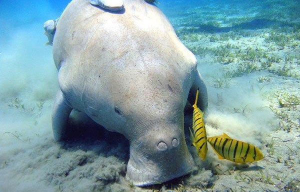 Bò biển là loài động vật có vú sống dưới biển, da màu xám, có mối liên hệ khá gần gũi với loài voi. Không như các loài động vật trên cạn như bò hay thỏ, bò biển không có nhiều lông. Da của bò biển nhẵn, chỉ có vài sợi lông rải rác trên mặt da.