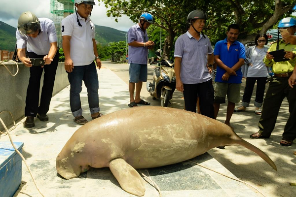 Tuy bơi chậm, song bò biển có thể di chuyển đến những khoảng cách rất xa – có thể lên đến 600 km chỉ trong một vài ngày. Nhiều bằng chứng về bò biển sống ở các vùng ranh giới nước ta, gần Kiên Giang (phía Nam) và Quảng Ninh (phía Bắc), cho thấy bò biển có khả năng di cư xuyên biên giới.