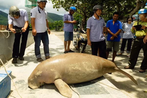 Tuy bơi chậm, song bò biển có thể di chuyển đến những khoảng cách rất xa – có thể lên đến 600 km chỉ trong một vài ngày. Nhiều bằng chứng về bò biển sống ở các vùng ranh giới nước ta, gần Kiên Giang (phía Nam) và Quảng Ninh (phía Bắc), cho thấy bò biển có khả năng di cư xuyên biên giới.