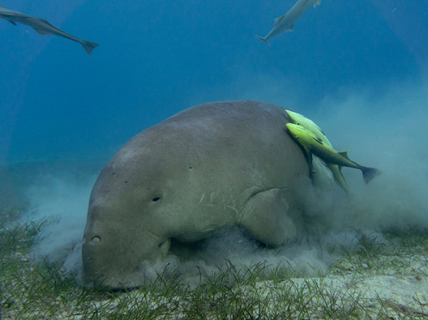 Theo Sách Đỏ Việt Nam, bò biển hiện đang bị đe dọa tuyệt chủng ở mức cực kì nguy cấp (CR), được ưu tiên bảo vệ ban hành kèm theo Nghị định số 160/2013/NĐ-CP ngày 12/11/2013 của Chính phủ, còn trong Sách đỏ Thế giới (IUCN) xếp vào loài sắp nguy cấp.