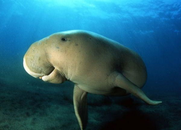 Đầu chúng tròn, hai mắt nhỏ và mõm lớn. Các chi của chúng giống như mái chèo và không có móng. Một con bò biển trưởng thành dài khoảng 2,7m - 4m và nặng khoảng từ 250 đến 300kg. Bò biển con mới đẻ đã dài khoảng 1m và nặng 20-35kg.