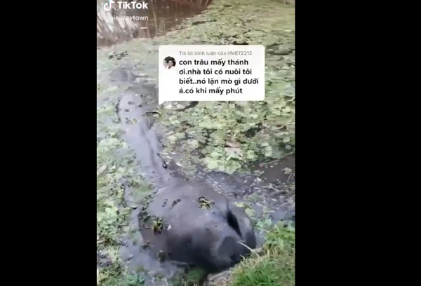 Trên mạng xã hội bỗng xuất hiện một đoạn video ghi lại cảnh một sinh vật kỳ lạ màu đen xì trồi lên từ mặt nước, tiến sâu vào trong đất liền để gặm cỏ gây xôn xao dư luận.