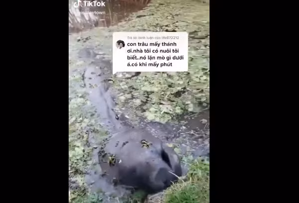 Trên mạng xã hội bỗng xuất hiện một đoạn video ghi lại cảnh một sinh vật kỳ lạ màu đen xì trồi lên từ mặt nước, tiến sâu vào trong đất liền để gặm cỏ gây xôn xao dư luận.