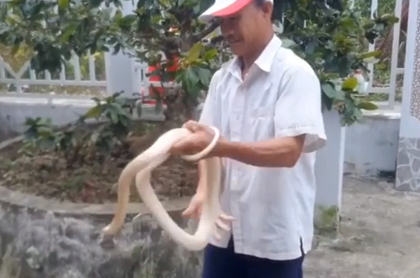 Nọc độc của rắn hổ mang chúa không mạnh nhất trong số những con rắn có nọc độc, nhưng lượng độc tố thần kinh mà chúng có thể tiết ra trong một lần cắn lên đến hai phần mười là đủ để giết chết 20 người, hoặc thậm chí là một con voi.