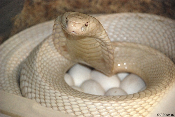 Chúng hoàn toàn khỏe mạnh, sở hữu chất kịch độc có thể giết chết con mồi và các loài động vật lớn một cách nhanh chóng. Những con rắn bạch tạng này vô cùng quý hiếm, giá có thể lên tới hàng trăm triệu đồng.