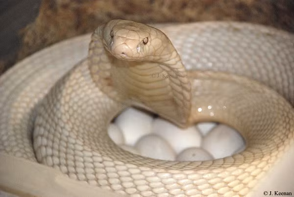 Chúng hoàn toàn khỏe mạnh, sở hữu chất kịch độc có thể giết chết con mồi và các loài động vật lớn một cách nhanh chóng. Những con rắn bạch tạng này vô cùng quý hiếm, giá có thể lên tới hàng trăm triệu đồng.