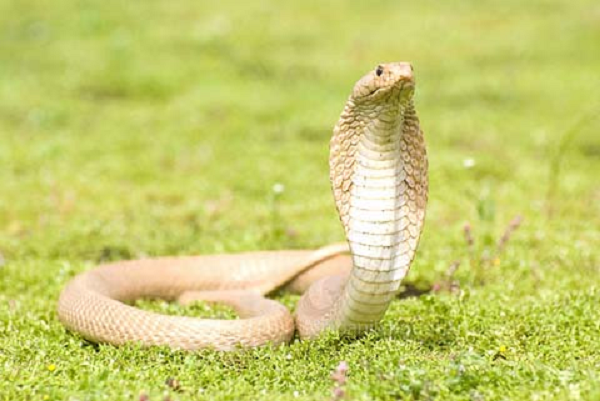 Những chiếc răng nanh chết người của rắn hổ mang chúa dài gần 8 đến 10 mm. Bởi vì chúng được cố định vào hàm trên nên chúng rất ngắn.