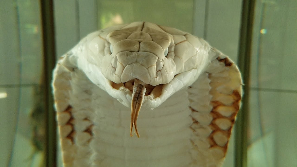 Rắn hổ mang chúa đẻ trứng và thường đẻ 20 đến 40 quả trứng màu trắng. Chúng là loài rắn duy nhất trên thế giới xây dựng tổ cho trứng, bảo vệ cho đến khi những quả trứng nở ra.