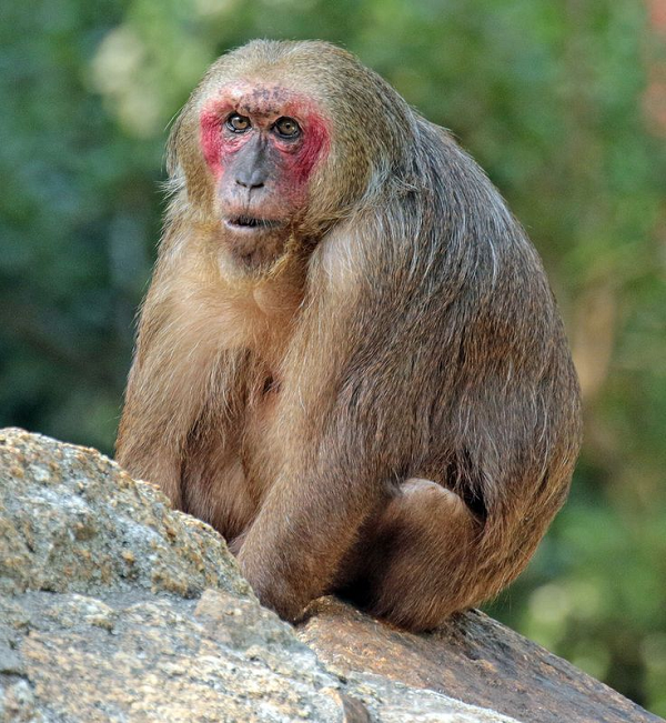 Ngoài khuôn mặt và bụng dưới có màu đỏ, loài khỉ này có đặc điểm nổi bật là chai mông to, không có lông. Các bàn chân và đuôi thì có màu giống thân.