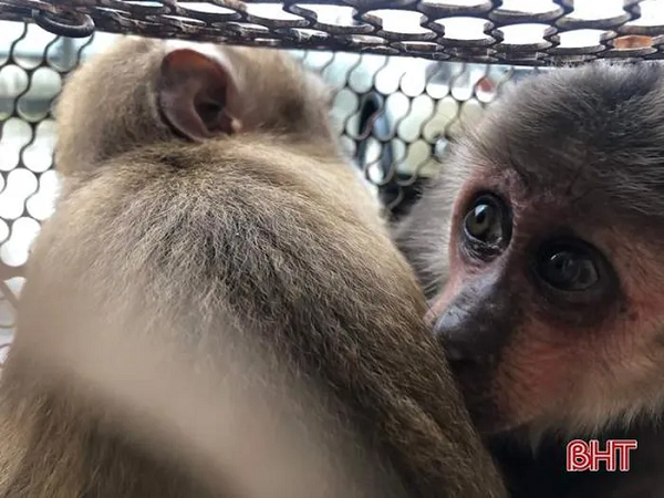 Sau đó, chị Hồng đã tiến hành bàn giao lại 2 cá thể khỉ này cho Vườn Quốc gia Vũ Quang. Trong đó, cá thể khỉ đuôi lợn (tên khoa học là Macaca leonina) có trọng lượng 3 kg, cá thể khỉ mặt đỏ (tên khoa học Macaca arctoides) có trọng lượng 3 kg.