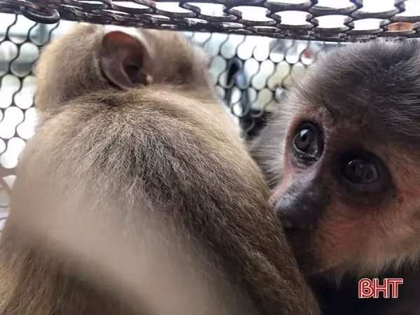 Sau đó, chị Hồng đã tiến hành bàn giao lại 2 cá thể khỉ này cho Vườn Quốc gia Vũ Quang. Trong đó, cá thể khỉ đuôi lợn (tên khoa học là Macaca leonina) có trọng lượng 3 kg, cá thể khỉ mặt đỏ (tên khoa học Macaca arctoides) có trọng lượng 3 kg.