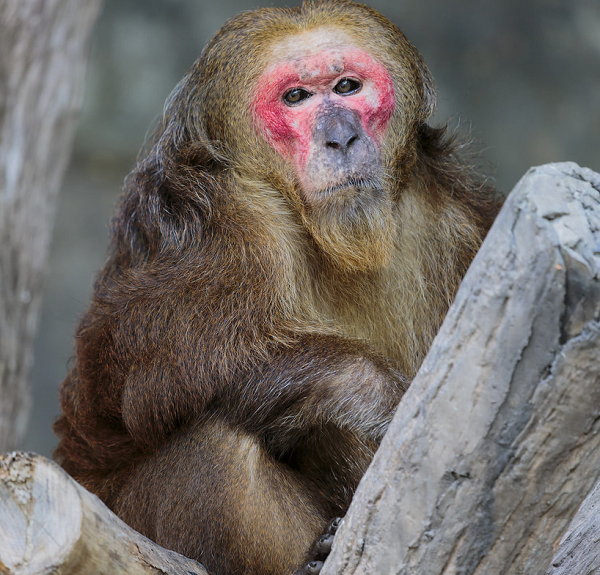 Thức ăn của khỉ mặt đỏ chủ yếu là quả, hạt, lá non, nõn và các loại côn trùng, chim và trứng. Chúng hoạt động vào ban ngày, thường xuyên leo trèo và lang thang trong rừng, dọc theo các bờ sông, con suối.