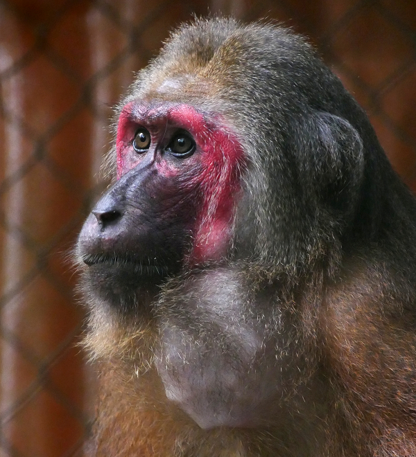 Trong một đàn khỉ mặt đỏ thường có con đực dẫn đàn, mỗi ngày có thể di chuyển 400- 3000m. Đặc tính khi kiếm ăn của loài khỉ này là phát ra tiếng kêu để gọi nhau hoặc khi nhận thấy nguy hiểm.