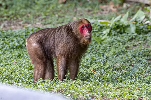 Khỉ mặt đỏ có bộ lông màu nâu sẫm, nhưng cũng có đôi khi biển đổi từ đen sang đỏ. Mặt phần lớn có màu đỏ với lông trên đỉnh đầu thường toả ra các phía xung quanh còn lông ở hai bên má toả ra phía sau.
