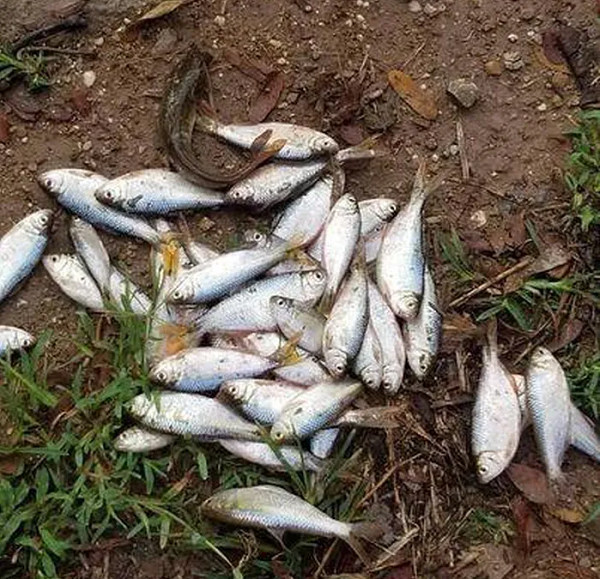 Trận mưa cá Lluvia de Peces nổi tiếng diễn ra vào khoảng giữa tháng 5 và tháng 6 từ những năm 1800 đến nay, thường là sau một cơn bão rất mạnh. Điều kỳ lạ nhất của sự kiện bất thường này là, mặc dù nó là một sự kiện hàng năm, nhưng chưa ai thực sự nhìn thấy con cá từ trên trời rơi xuống.