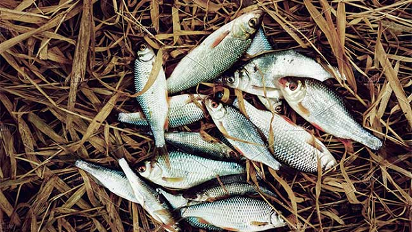 Vào những năm 1970, một nhóm Địa lý Quốc gia đã thực sự chứng kiến sự kiện này, khiến nó trở thành một trong số ít những trường hợp đáng tin cậy về hiện tượng như vậy, mặc dù bằng chứng rằng con cá đến từ bầu trời chứ không phải một nguồn nào khác vẫn còn khó nắm bắt.