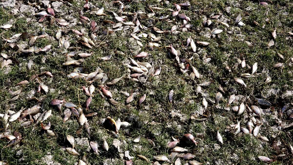 Mặc dù các nhà khoa học đưa ra nhiều giả thuyết nhưng đến nay, Lluvia de Peces vẫn là một bí ẩn chưa được giải đáp và người dân Yoro vô cùng thích hiện tượng lạ này. Cơn mưa cá bí ẩn này còn giúp thu hút thêm nhiều khách du lịch từ khắp nơi trên thế giới ghé thăm Yoro mỗi năm.