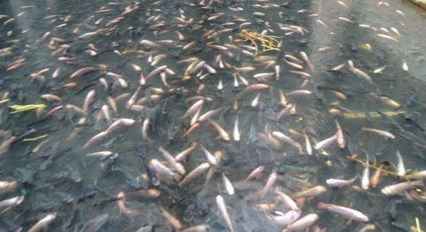 Và đó là lần đầu tiên người Honduras chứng kiến mưa cá. Bây giờ hiện tượng này xảy ra hàng năm. Có nhiều giả thuyết khác nhau liên quan đến hiện tượng tự nhiên kỳ thú này.